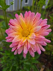 Obraz premium Raindrop-Covered Pink and Yellow Dahlia Flower Close-Up