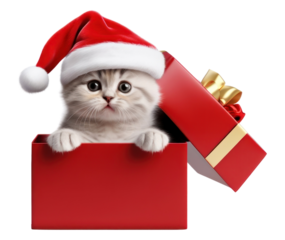 PNG Christmas mammal animal kitten.