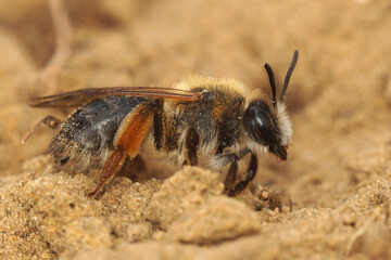 Closeup on a female grey gastered mining bee, Andrena tibialis on the ground