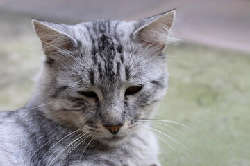 Gray Siberian Cat With Pink Nose