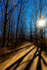 Obraz premium Tall Pines Area, Walnut Woods Metro Park, Groveport, Ohio