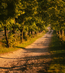 Pathway in the forest in autumn