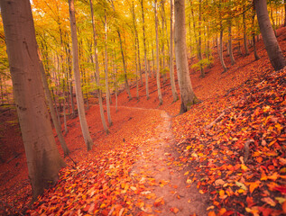 Fototapety na wymiar - Fototapeta24.pl