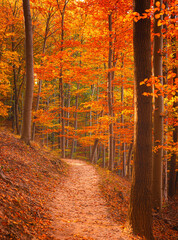Pathway in the forest in autumn