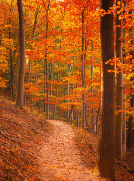 Pathway in the forest in autumn