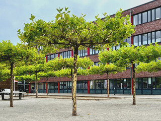 Platz mit Dachplatanen 