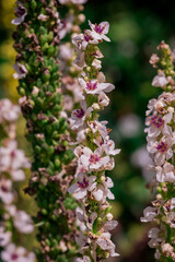 Flowers of a nettle-leaved mullein, Verbascum chaixii
