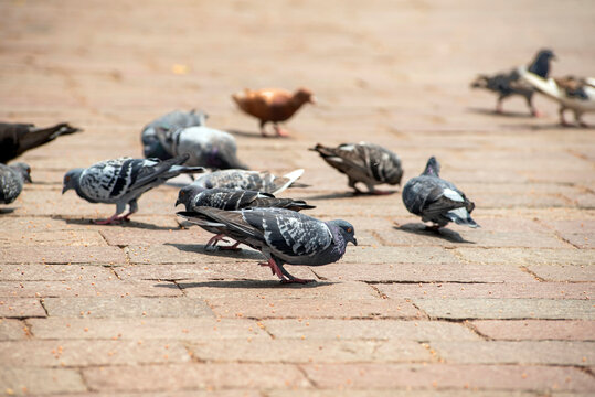 paloma, ave, plumaje, palomas domesticas, 