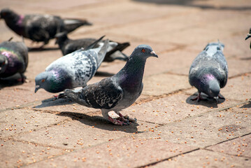 Obraz premium paloma, ave, plumaje, palomas domesticas, 