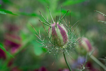 Close-up on a flower of Love-in-a-mist (Nigella damascena)