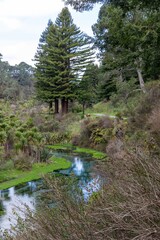 The colorful Blue Springs surrounded by native bush and farmland, Putaruru, Waikato, New Zealand.