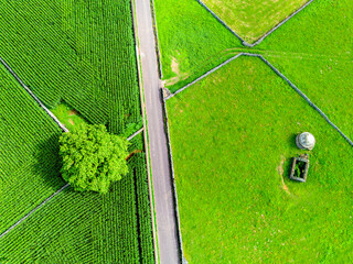 Um árvore num campo de milho. Paisagem verde. 
