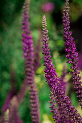 Beautiful blue lavender flowers in the garden