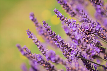 Naklejka premium Beautiful blue lavender flowers in the garden