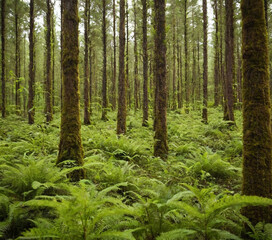 Obraz premium forest, tree, nature, green, wood, trees, woods, landscape, path, pine, summer, sun, foliage, spring, park, road, plant, environment, grass, moss, outdoors, leaf, light, hiking, leaves