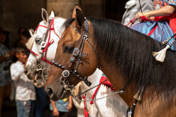 caballo, cabeza, correa, animal, ecuestre, charreria, jalisco, charro