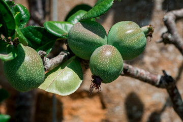 Unripe fruit of a Japanese quince (Chaenomeles japonica)