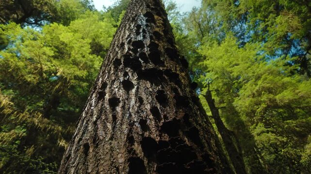 arvore floresta
