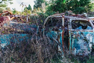 Abandoned and rusted classic car covered in vines in The historical Horopito Motor Wreckers - Smash...