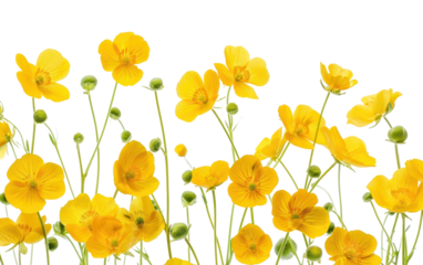 PNG Vibrant yellow buttercup flowers