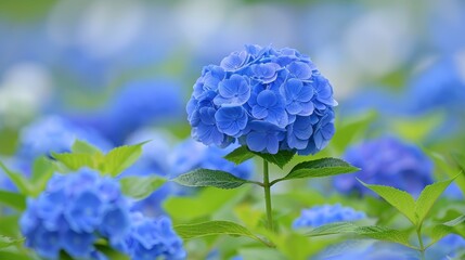 Vivid Blue Hydrangea Bloom in a Garden Setting, Floral Background, Nature Photography