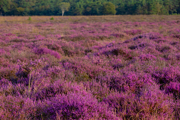 Fototapeta premium Selective focus of purple flowers in the filed, Calluna vulgaris (Heide, Heath, ling or simply heather) is the sole species in the genus Calluna, Flowering plant family Ericaceae, Natural background.