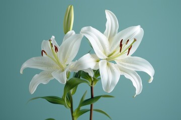 Two Elegant White Lilies A Symbol of Purity and Innocence on Tranquil Teal Background.