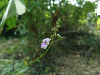 pueraria phaseoloides in the nature
