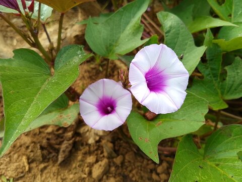 sweet potato flower in the garden