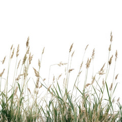 Close-up view of tall grass stalks with seed heads against a black background.