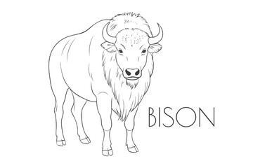 Illustration of a Animal - Bison, Mammalia