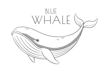 Illustration of a Animal - Blue Whale, Mammalia