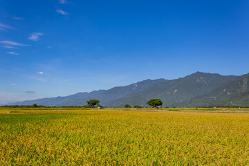 Sunny view of the beautiful rice paddy field at Chishang