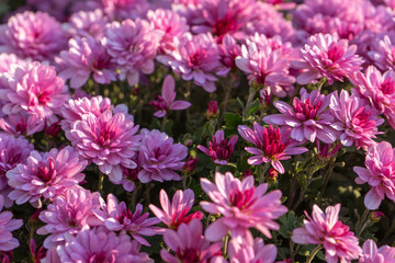 Fresh bright blooming pink chrysanthemums bushes planted in line in autumn garden