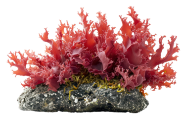 PNG  Red algae red white background underwater.