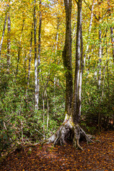 Tree standing on its roots on Kephart Prong trail.