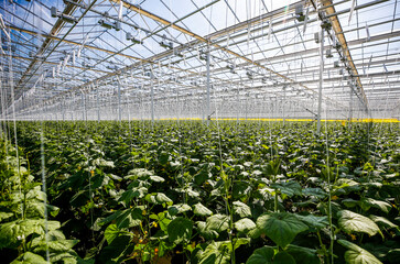 Rows of vibrant cucumber plants flourish in a spacious greenhouse, basking in natural light. The...