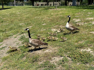 Geese family on a walk