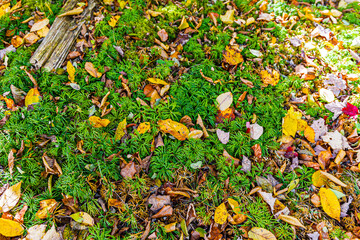 Autumn leaves and moss along the Blue Ridge Highway.