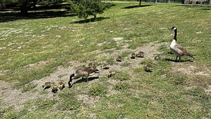 Family of Geese eating on a hillside