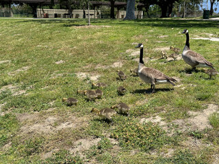 Family of Geese enjoying a day at the park