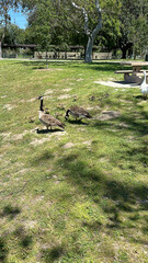Family of Geese at the Park