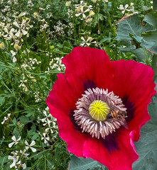 Bee pollinating a Poppy Flower