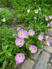 Pink Buttercups in bloom in the garden