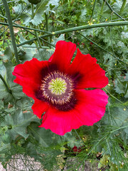 Beautiful Poppy flower opening in bloom
