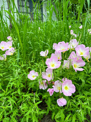 Pink Buttercups blooming in the garden