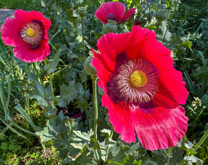 Stunning Red Poppies in bloom in the garden