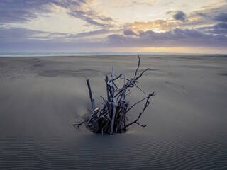 Collection of driftwood standing upright in sand on a windy day while the sun is setting. Whatipu,, Auckland, New Zealand.