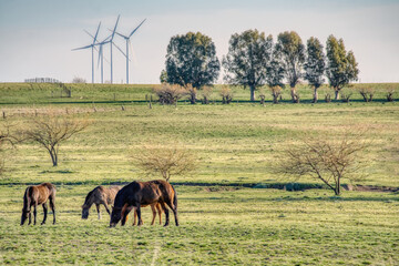 Horses grazing in a green field with wind turbines in the background