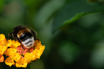 Close-up of a bumblebee sitting on the flower of a lantana (Lantana camara). The bumblebee can be seen from behind.